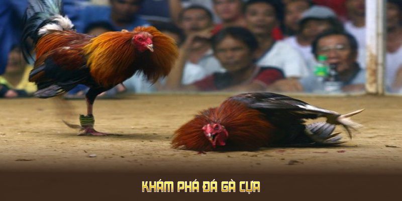 Khám phá đá gà cựa trong môi trường cá cược trực tuyến